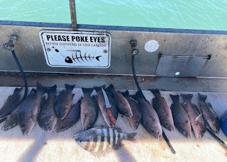 variety of fish, Cape Canaveral, fl