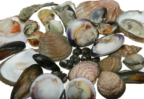 Shellfish Saving Tips