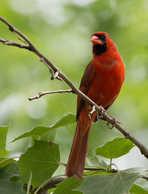 Northern Cardinal