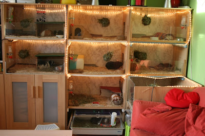 guinea pig enclosure