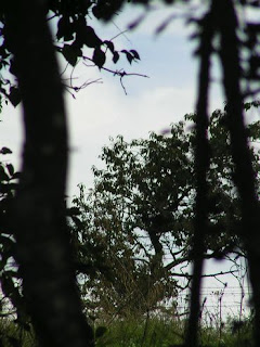 arbres dans la campagne