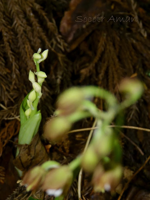 Calanthe discolor