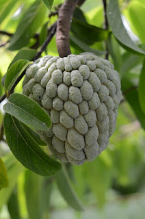 Sugar Apple