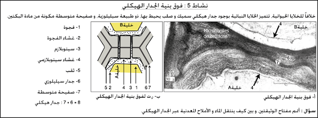 بنية الجدار الهيكلي لخلية نباتية