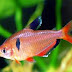 Small Freshwater Fish - The Serpae Tetra