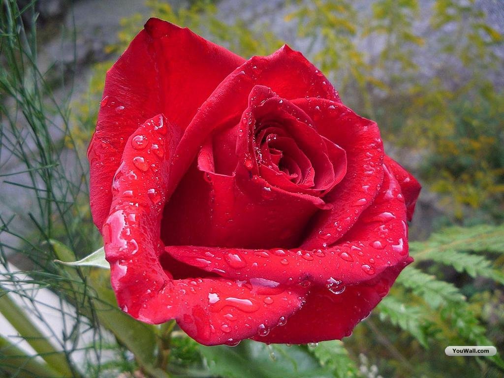 https://blogger.googleusercontent.com/img/b/R29vZ2xl/AVvXsEh4DE9WUyNVhsTrKUeUigOBAR7PZHi7J_g2ppVrC-8sEe3_5XritxJcaQUPkaCwq9xNYhq2HCipISMADGTuncv9IVZlxssgfl5Nw4W2CwshFkLPu2EUYENG_k4uGhz4zHgiyn21avx5C2CF/s1600/rose-wallpaper.jpg