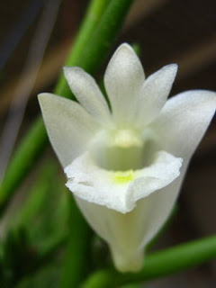 Dendrobium litoreum, Dendrobium fimbriatum, Dendrobium insigne, Si Raja Tanduk dari Papua, Dendrobium affine, Dendrobium singkawangense, Cymbidium finlaysonianum, Coelogyne Pandurata, Coelogyne speciosa, Orchid Coelogyne celebensis, Sang Diva, Si Kupu-Kupu Rawa, Vanda limbata, Vanda metusalae, Vanda insignis, Vanda celebica, Anggrek cantik, langka, Tanaman Indah