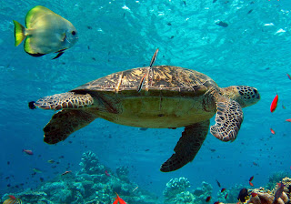 turtles animal under sea wallpaper