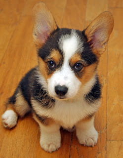 Pembroke Welsh Corgi Puppy Pictures