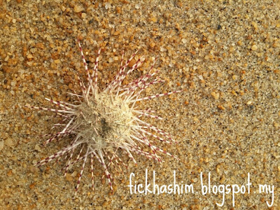 sea urchin atau landak laut