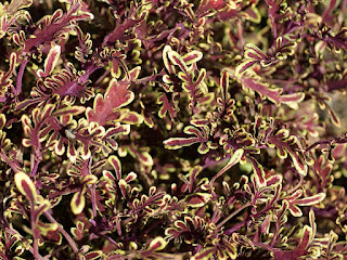 Solenostemon 'Starpride' - Coleus 'Starpride' - Plectranthus