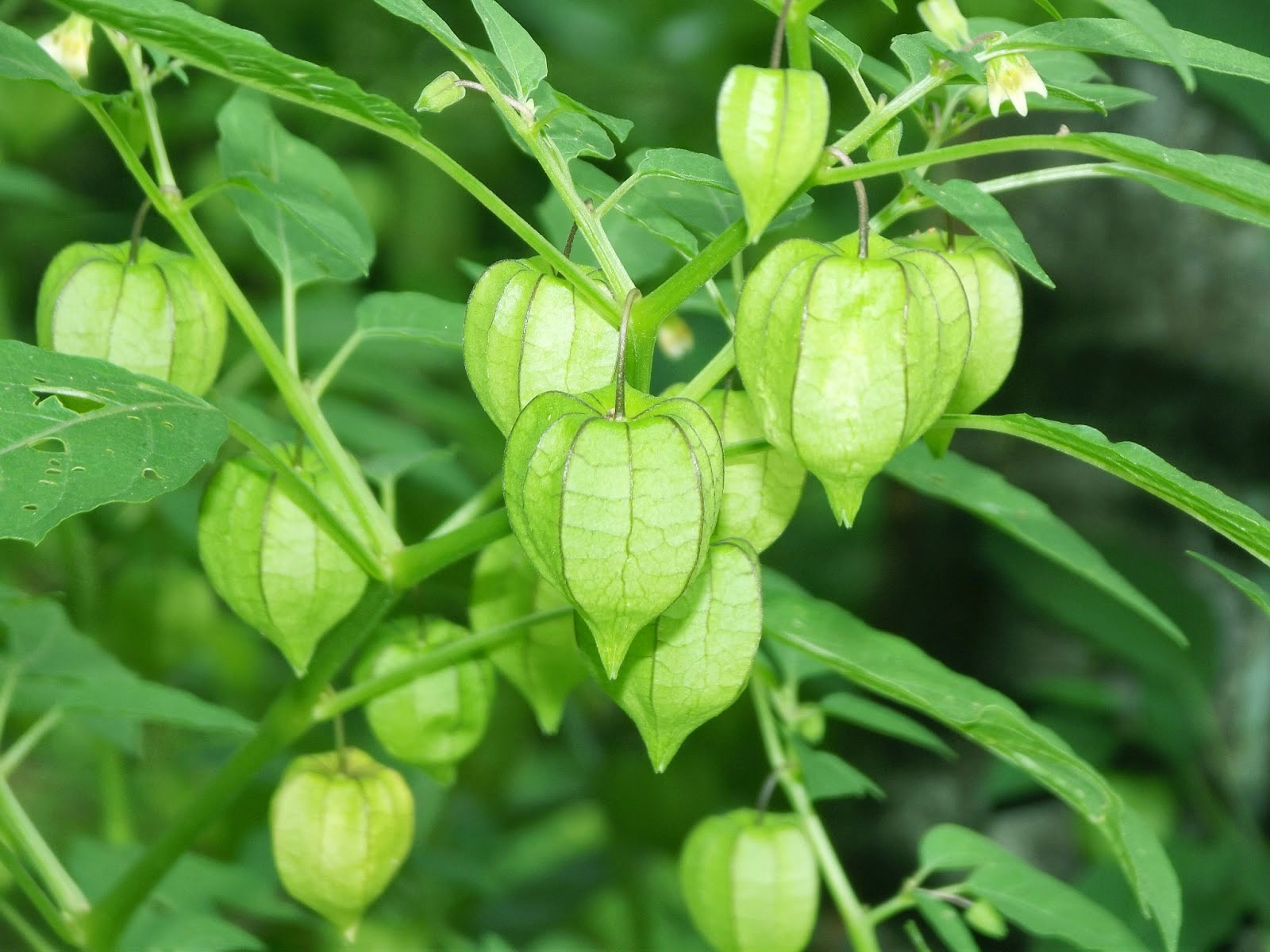 healthy life Manfaat tanaman  Ciplukan untuk menyembuhkan 