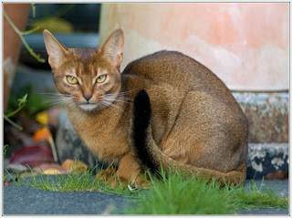 abyssinian cat pets info photo wallpaper