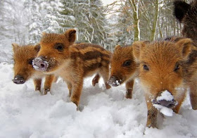 Funny animals of the week - 14 February 2014 (40 pics), cute baby boars