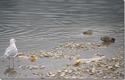 Glaucous-wing Gull and Green-wing Teal