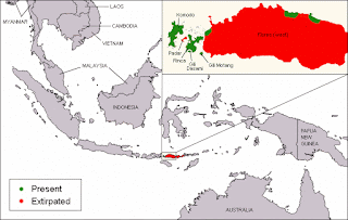 Asal usul komodo dan habitat