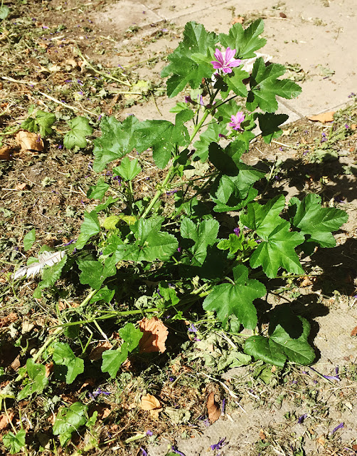 Common Mallow, Malva sylvestris.  Outside Crowborough library, 8 July 2017.