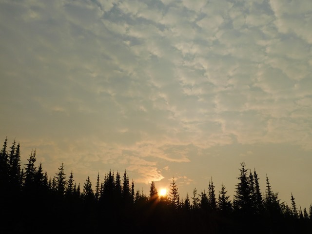 C026_CAN BC Wells Gray PP Trophy Alpine Meadows_2018-08-11_DSCN2195