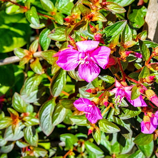 NOME CIENTÃFICO: Schizocentron elegans NOME POPULAR: Quaresmeira-rasteira, esquizocentro[Por]; Trailing Lasiandra, Spanish Shawl[Ing]; Cuaresmera[Esp]. SINONÃMIA: Heeria elegans, Heeria procumbens, Heterocentron elegans. FAMÃLIA: Melastomataceae