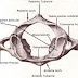 First Cervical Vertebra