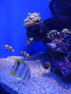 Nemo w Palma Aquarium