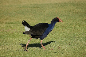 rallidae calamon comun Porphyrio porphyrio