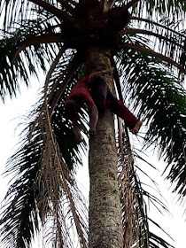  Photos: Man reportedly found dead ontop of palm tree in Imo State