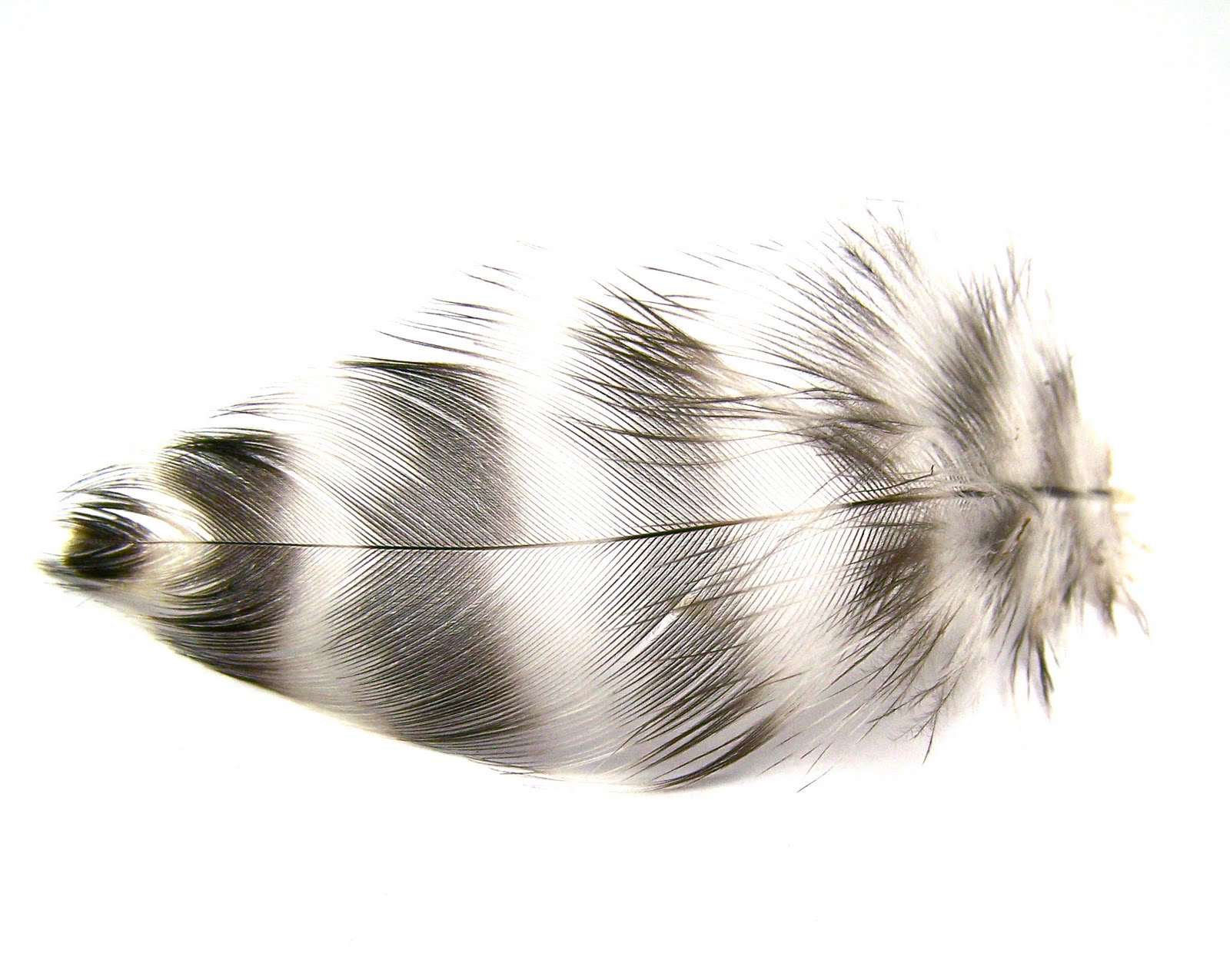 Nangijala Jewelry: Chicken Feather