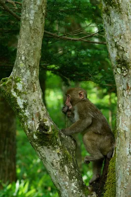 ニホンザルとの接近遭遇３