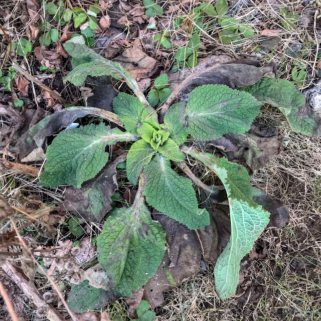 digitalis