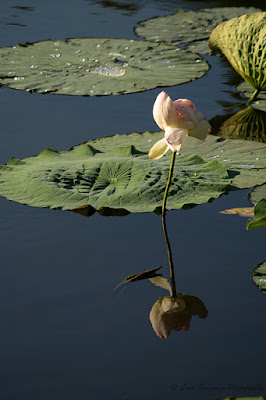 Nelumbo nucifera Floare de Lotus flower Lotosblume fiorediloto