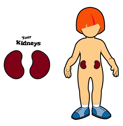 kidneys in body. your ody for too terribly