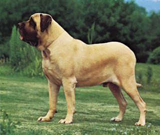 Mastiff Cute Dog