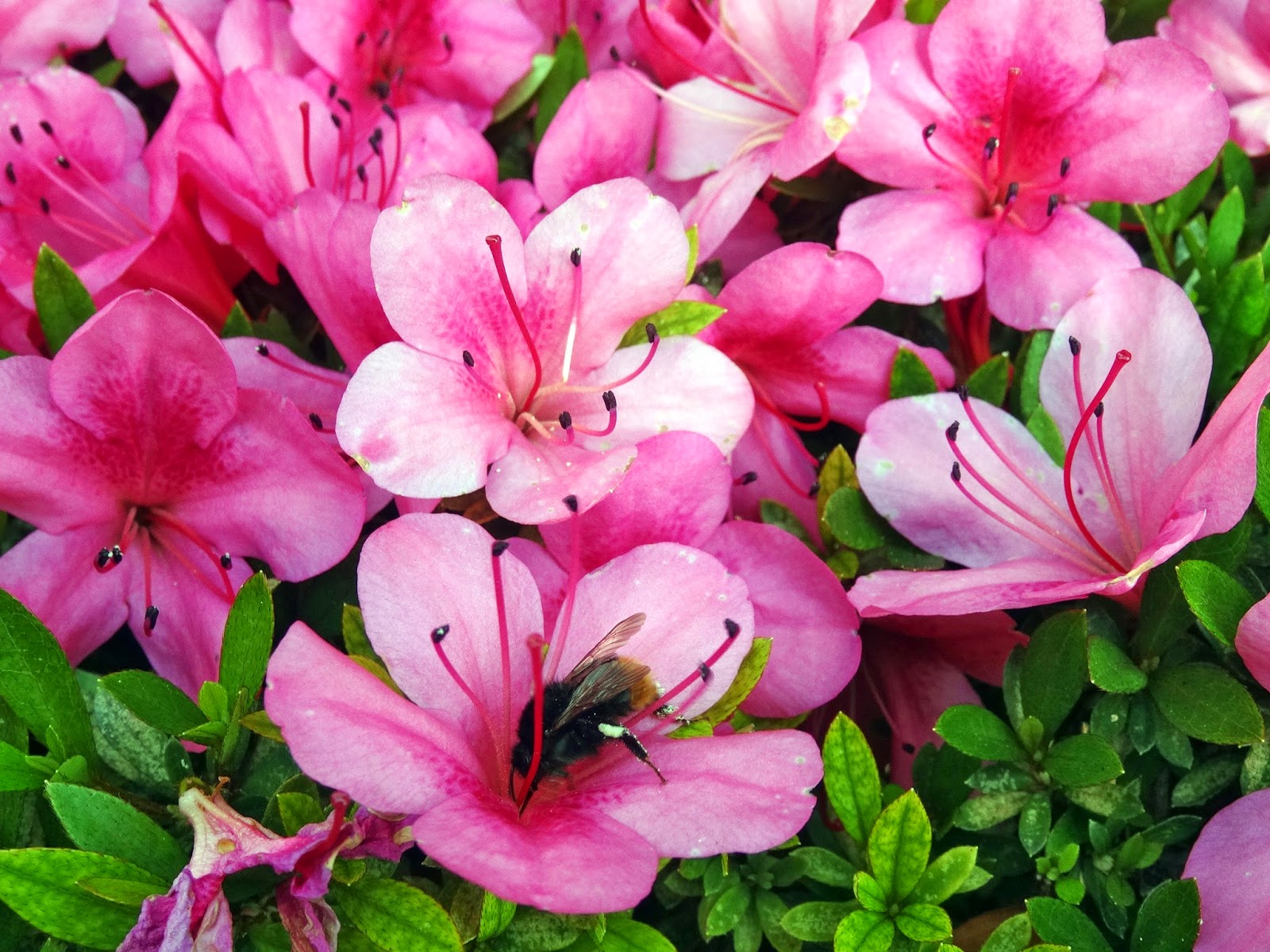 ふり フォトフォト 著作権フリー無料画像 蜂 花 著作権フリー無料画像 Free Stock Photos