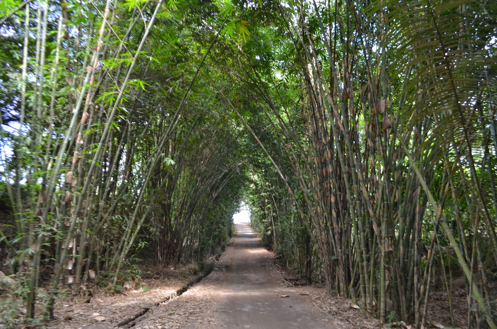 PICNESIA: Bambu; Kayu Untuk Semua