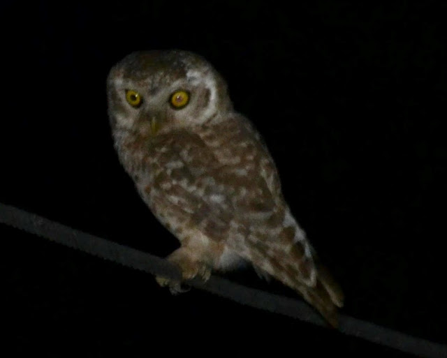  The spotted owlet (Athene brama)