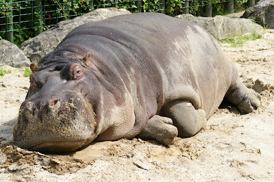 Hippo145