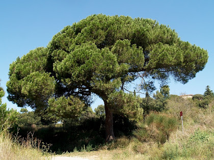 Pi al peu de les Feixes de la Casa Alta