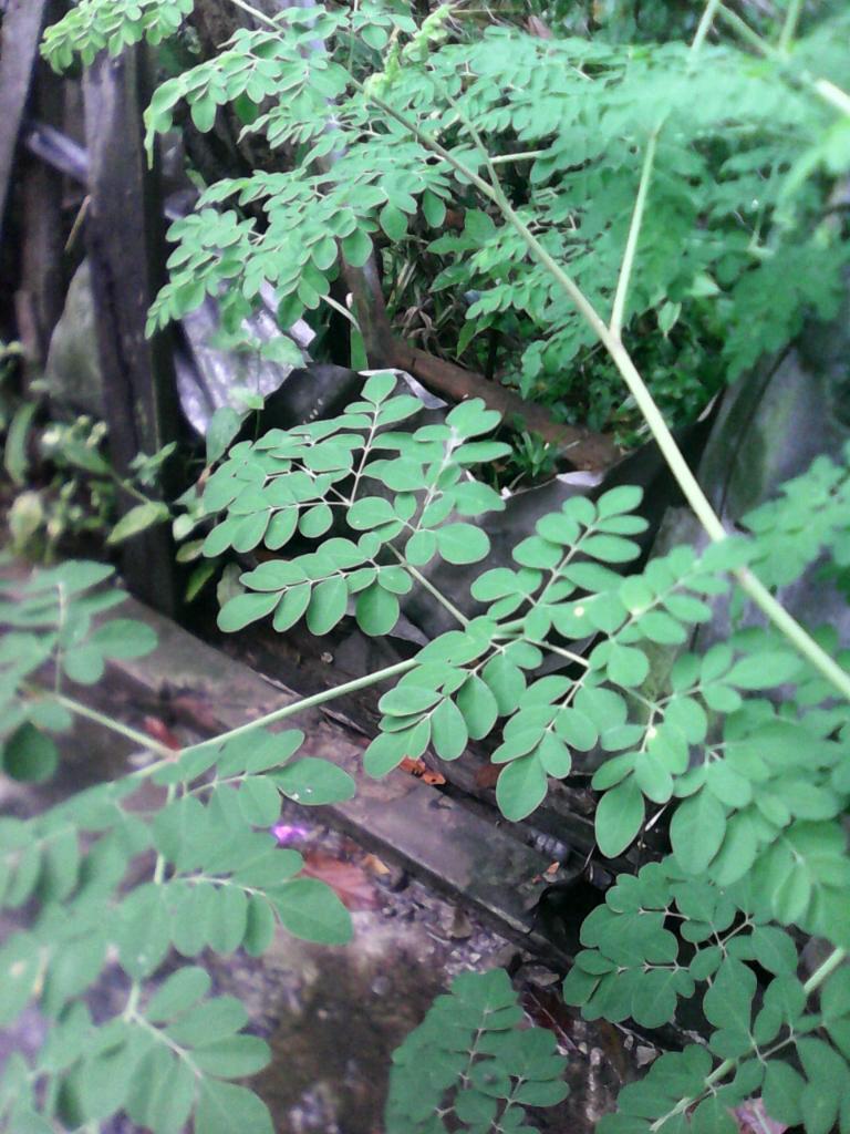  Gambar  Daun Kelor Terlengkap Kumpulan Gambar 