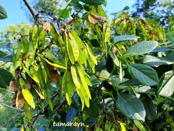 Маакия амурская (Maackia amurensis)