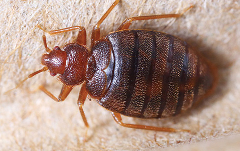 Bed Bugs Removal Service in Nassau County | Metro Pest Control
