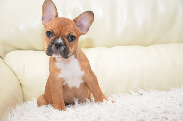 chiot bouledogues francais