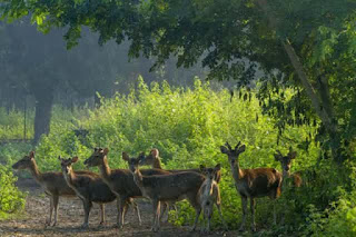 Penangkaran Rusa Maliran