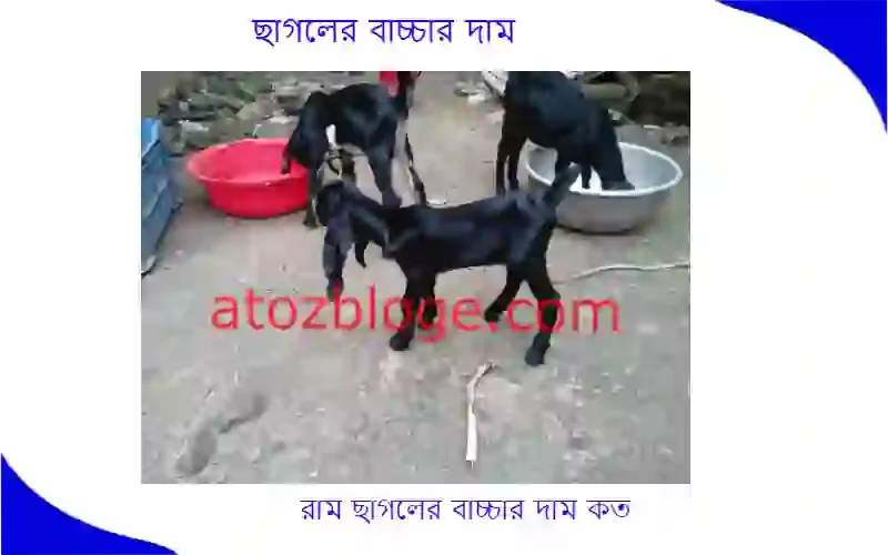 ছাগলের বাচ্চার দাম