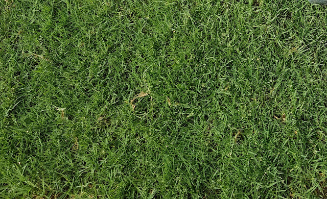 Bermuda grass 01151132007