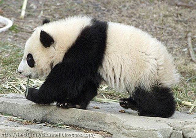 Cute panda. 