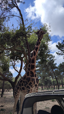 Badoca Safari Park