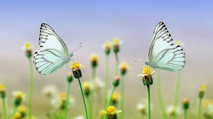 LA PÉRDIDA DE BIODIVERSIDAD PODRÍA AFECTAR A LA SALUD MENTAL HUMANA