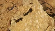 Construction Workers Potentially Affected by Asbestos