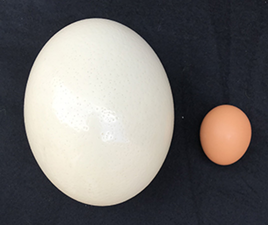 Ostrich Vs. Chicken Eggs: Which Is More Nutritious?